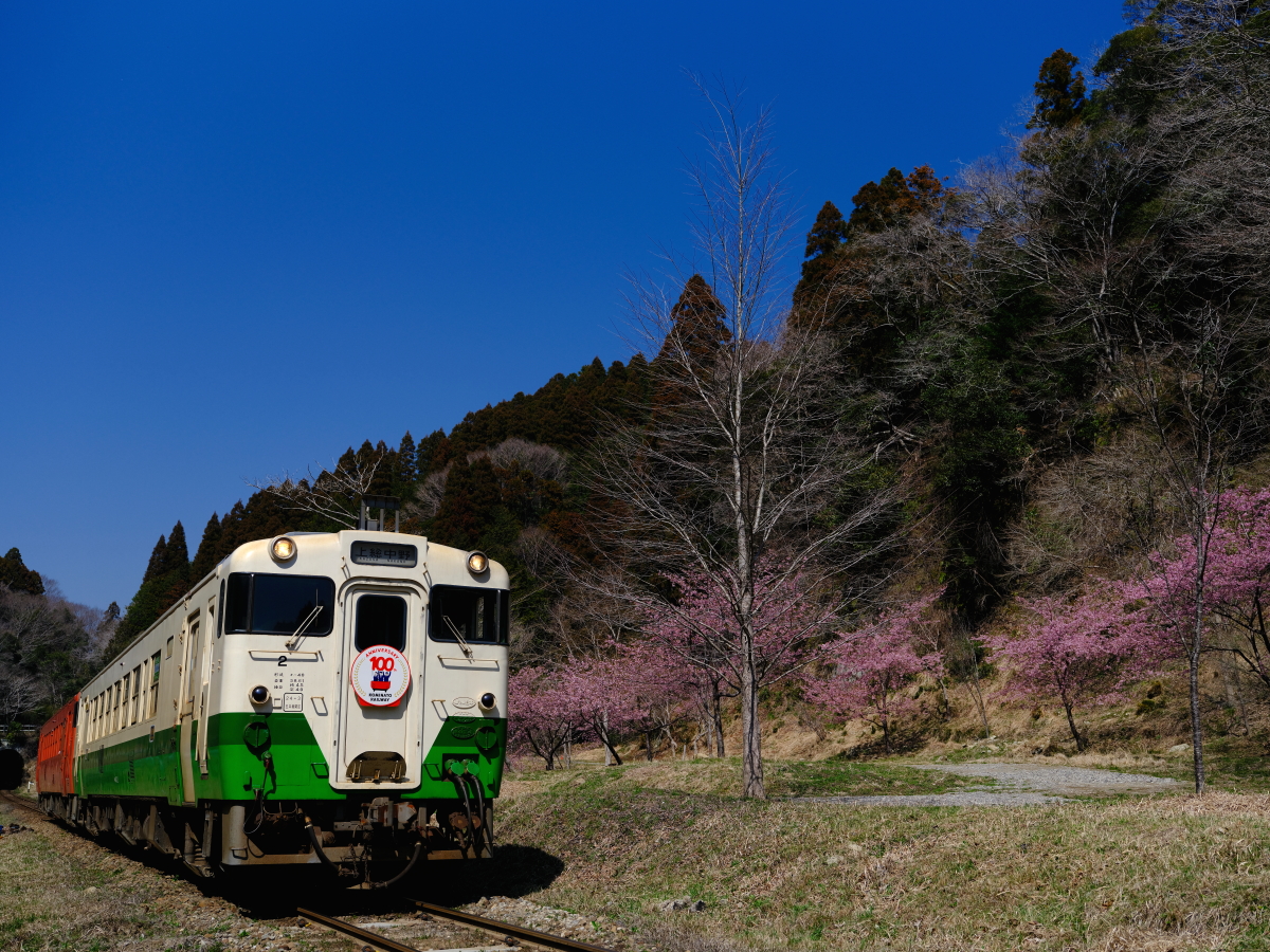 桜咲く小湊鐵道を往く、東北地域本社色のキハ402を撮る！ - 続