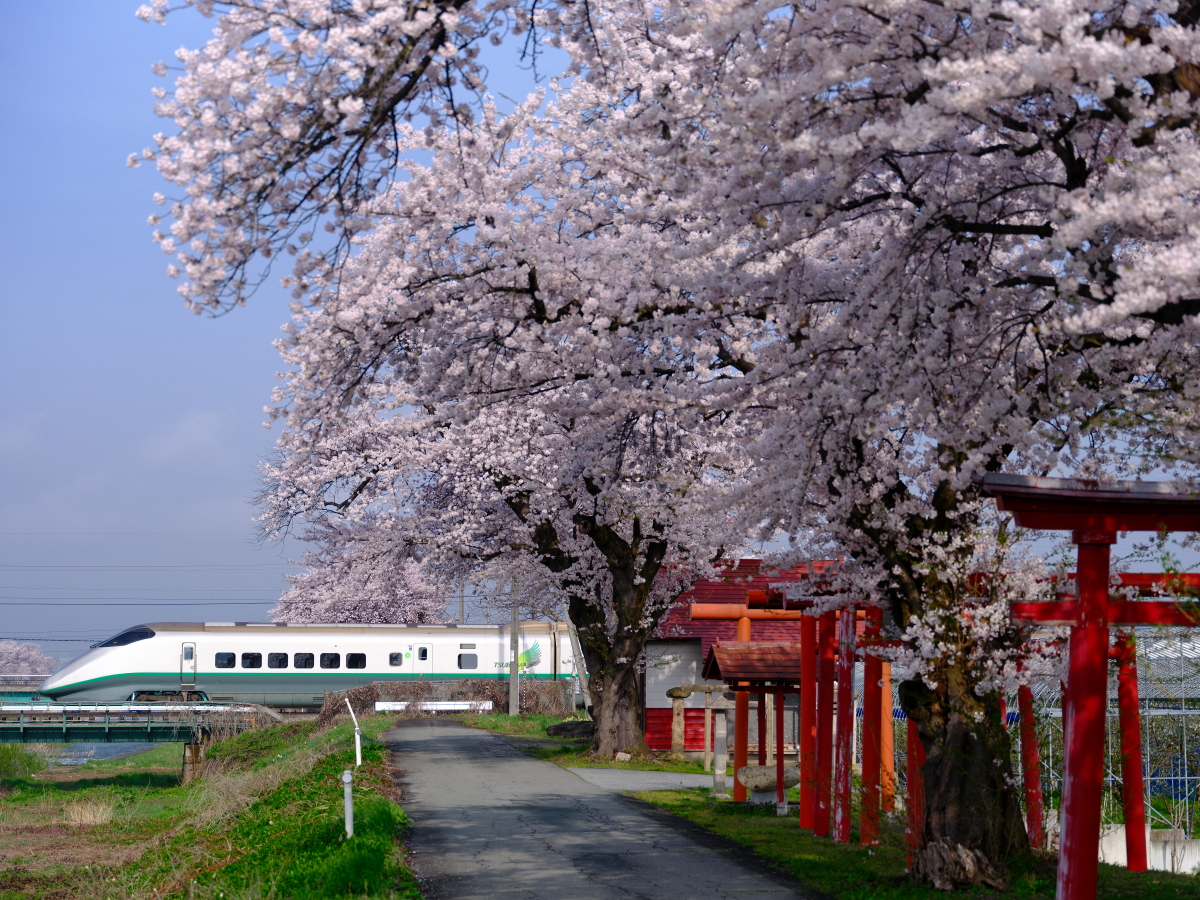 満開の桜並木の続く白水川を渡る、E3系2000番台 旧塗装L65編成 山形