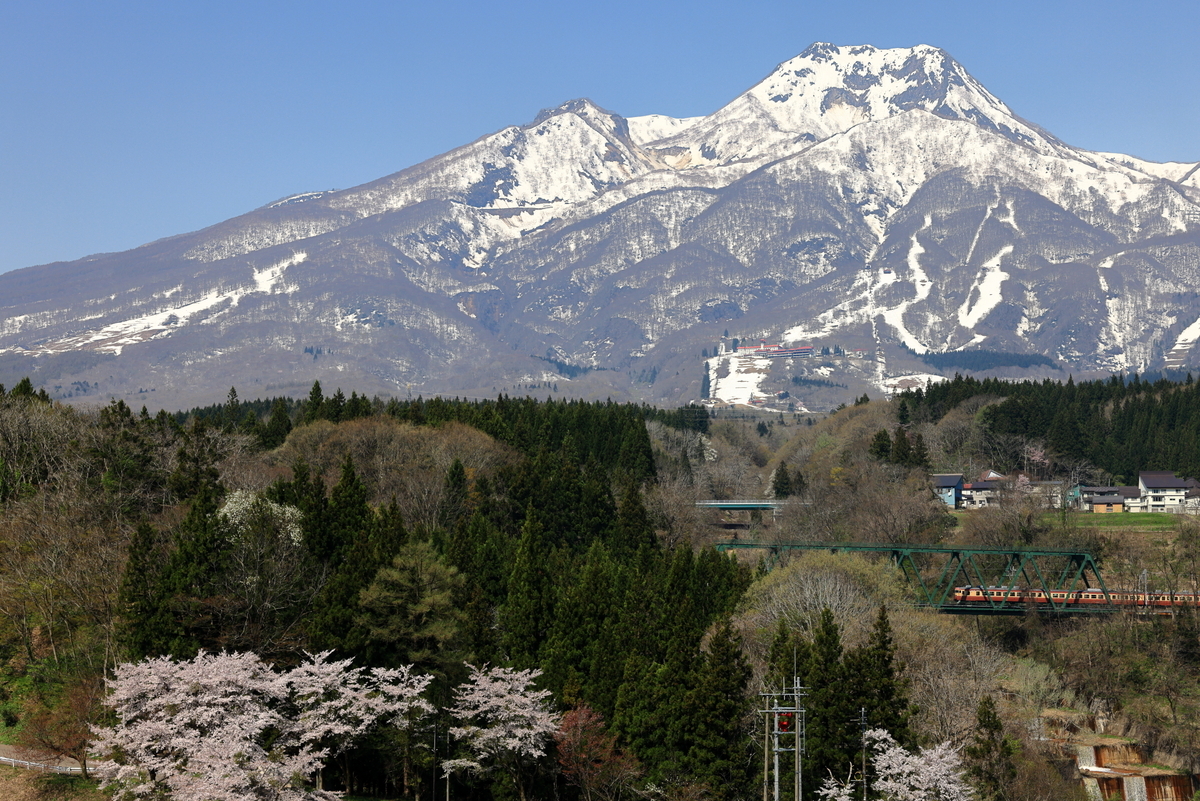 残雪の妙高山と満開の桜、えちごトキめき鉄道の413・455系観光急行を