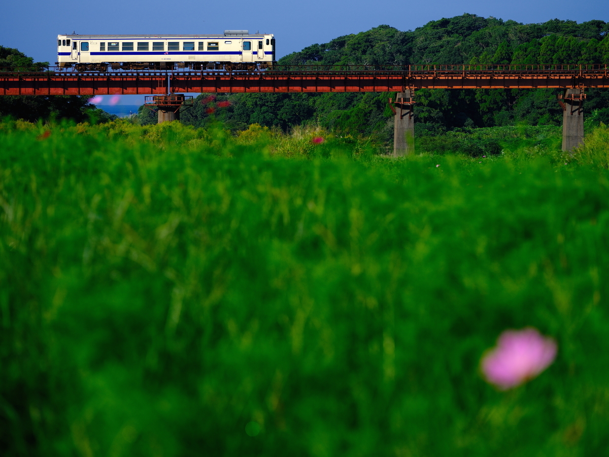 頴娃の鉄橋を渡るキハ40と、一輪だけ咲くコスモスを撮る！(その1) - 続