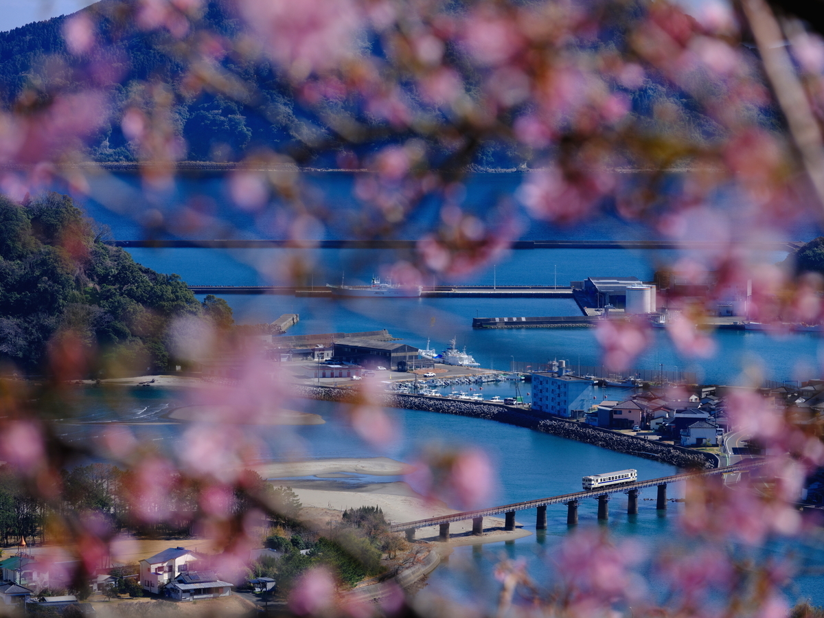 南郷城址に咲く河津桜と、細田川を渡るキハ40を撮る！ - 続 うっかり鉄
