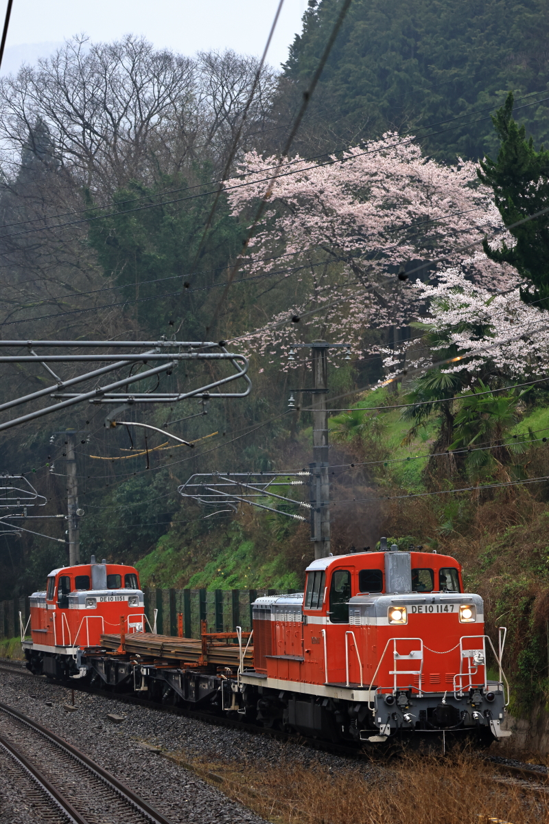 桜の木とDE10プッシュプルの石蟹工臨を撮る！ - 続 うっかり鉄の鉄道