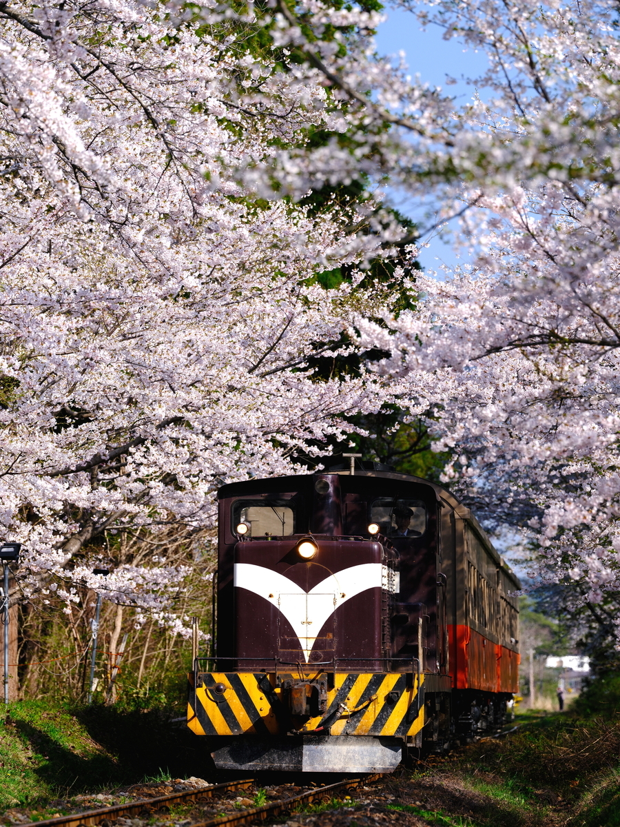 満開の芦野公園の桜並木とDD352牽引の客車列車を撮る！ - 続 うっかり