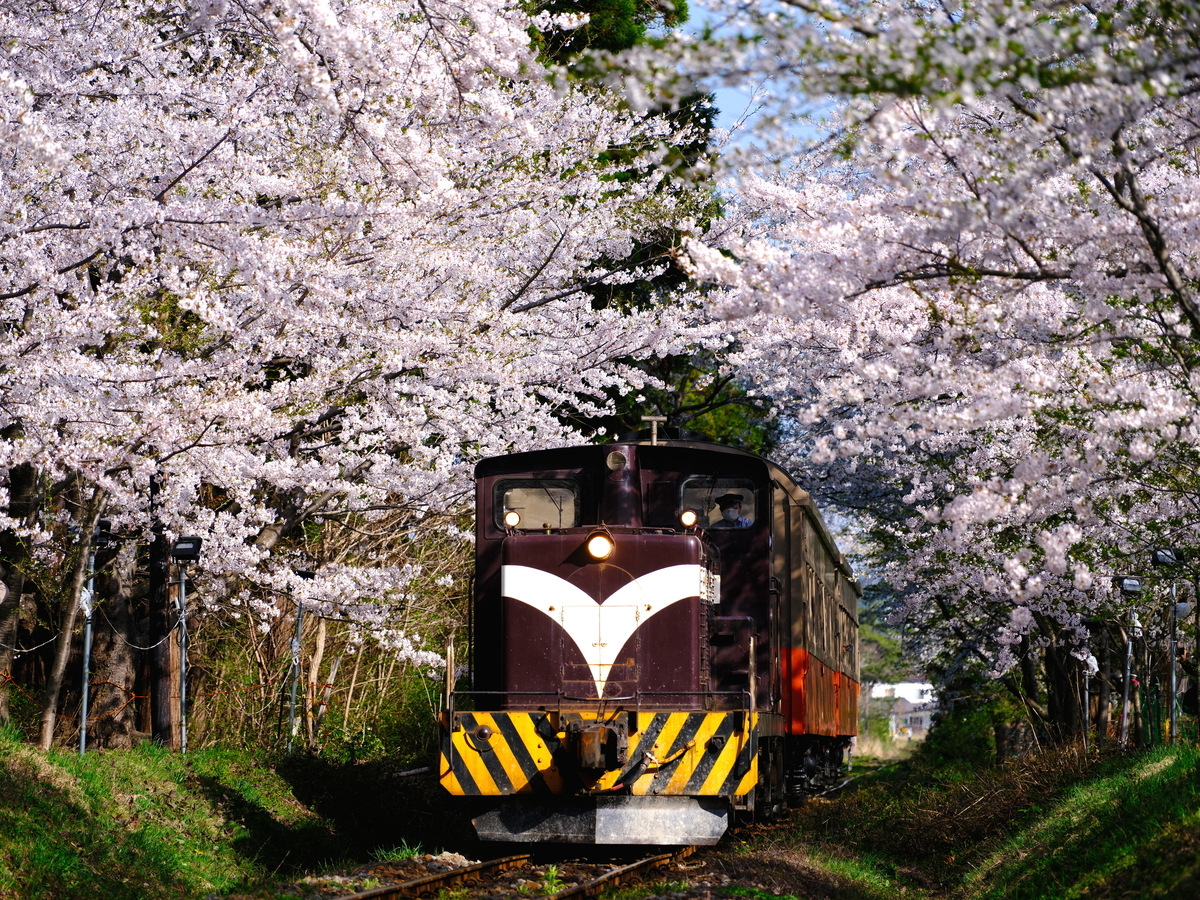 満開の芦野公園の桜並木とDD352牽引の客車列車を撮る！(その2) - 続