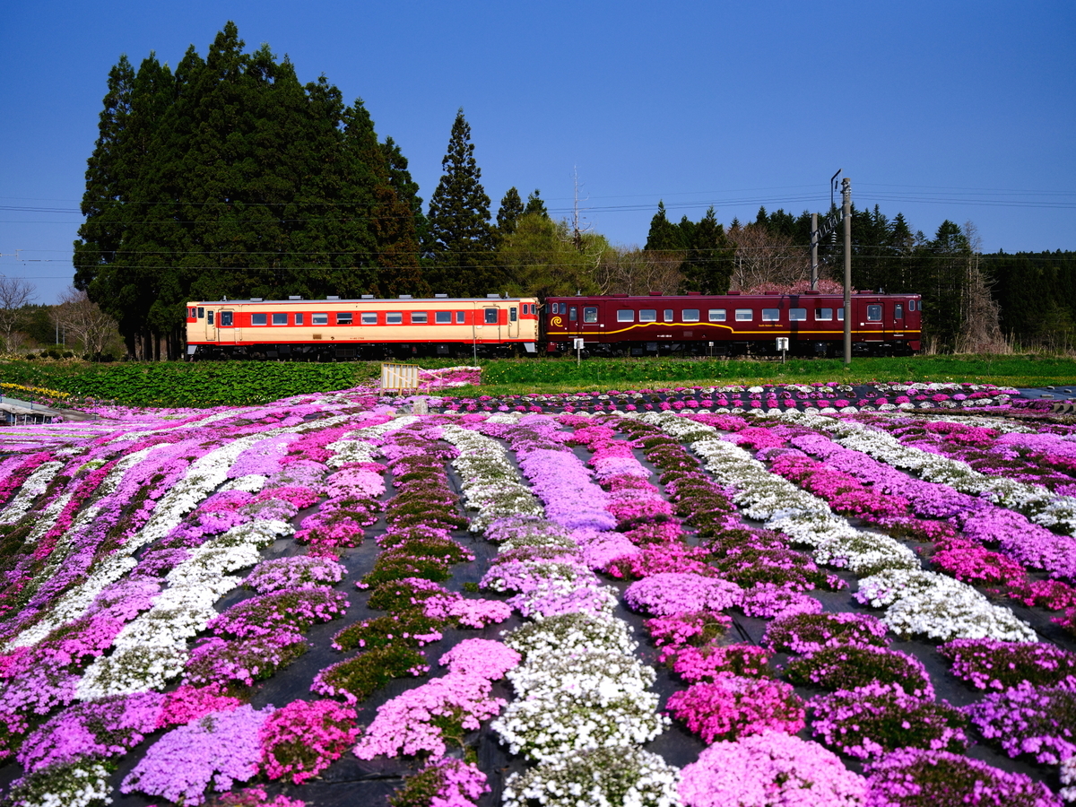 札苅の芝桜園を往く、急行色のキハ40を撮る！(道南いさりび鉄道撮影編