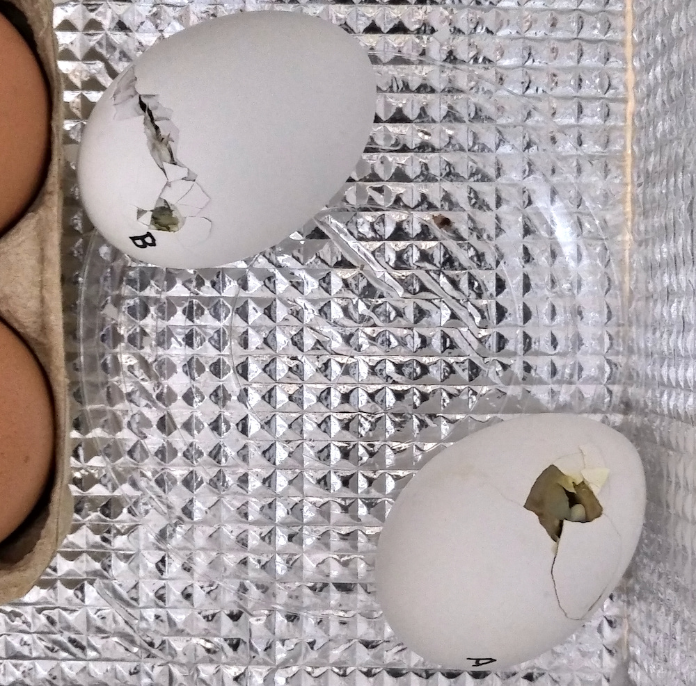 f:id:ukkz:20200730153643p:plain f:id:ukkz:20200730153643p:plain