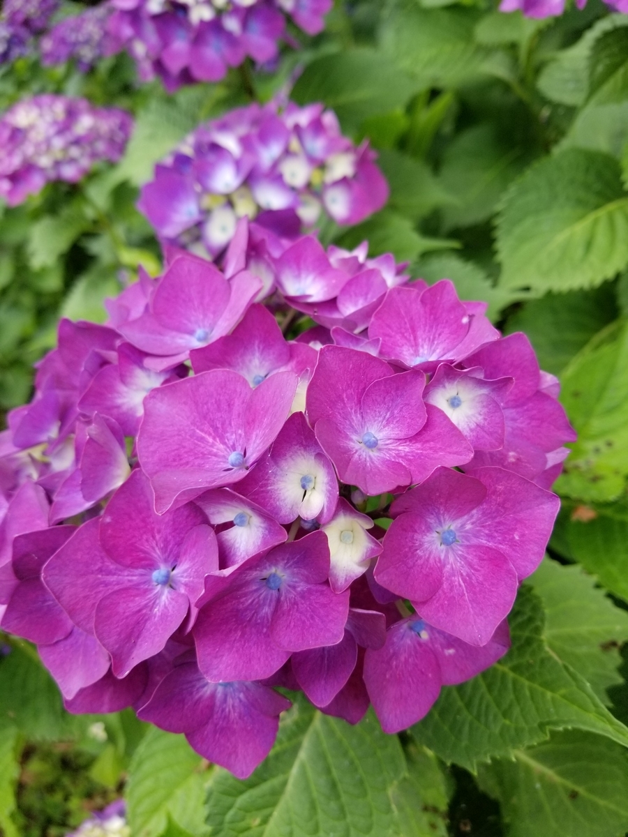 f:id:ukonmikan:20190609180143j:plain f:id:ukonmikan:20190609180143j:plain