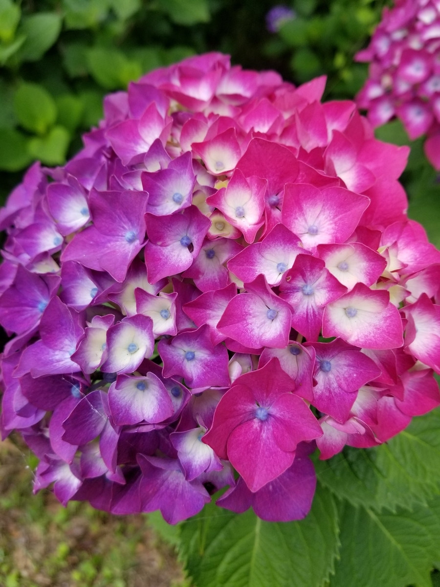 f:id:ukonmikan:20190609180304j:plain f:id:ukonmikan:20190609180304j:plain