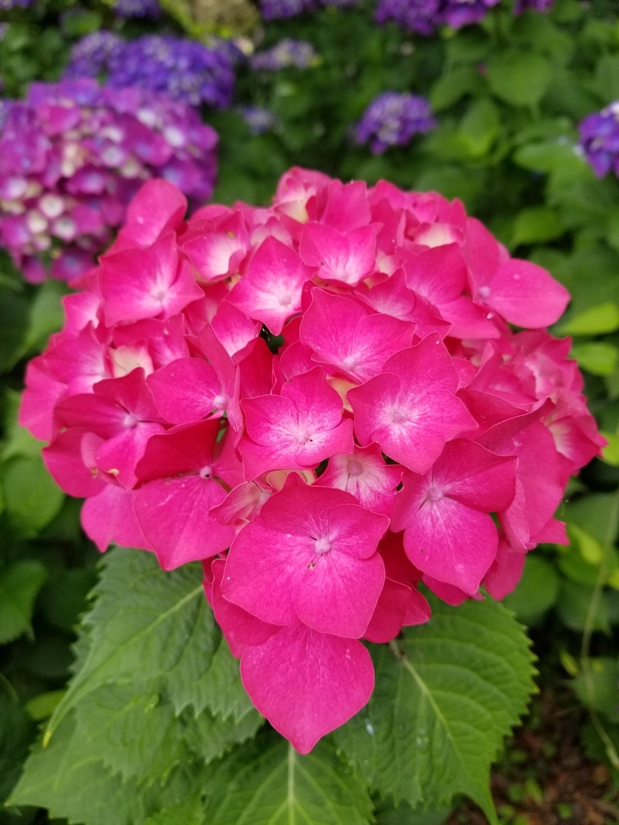 f:id:ukonmikan:20190609180358j:plain f:id:ukonmikan:20190609180358j:plain