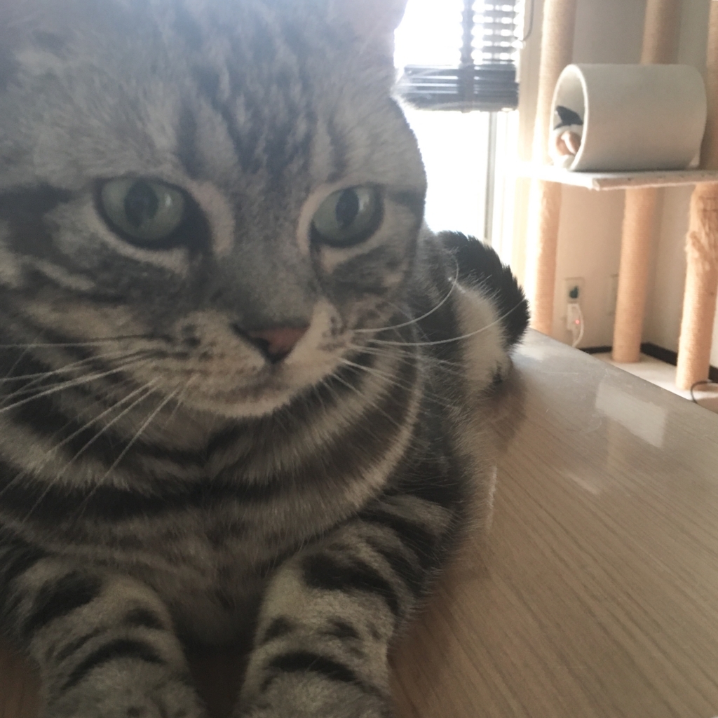 f:id:ukosako:20180616114551j:plain
