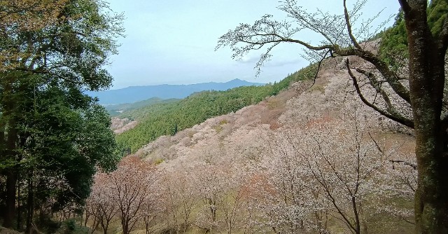 f:id:ukt_2022:20240410211952j:image f:id:ukt_2022:20240410211952j:image