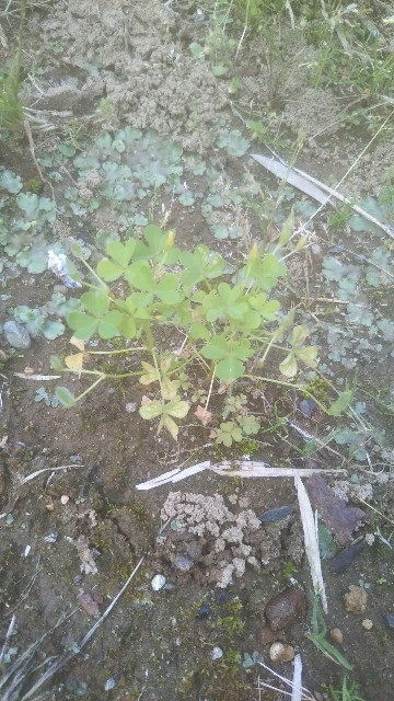 f:id:uli_vegetables:20200531205349j:image f:id:uli_vegetables:20200531205349j:image
