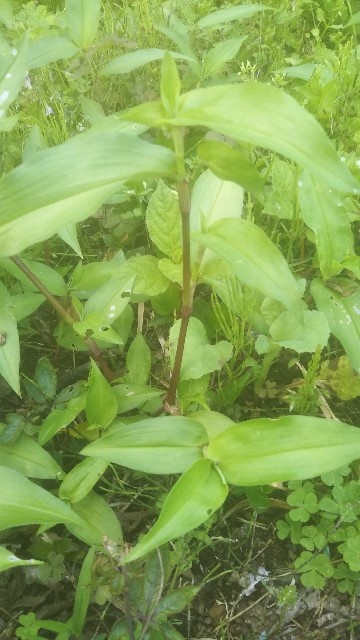 f:id:uli_vegetables:20200531211423j:image f:id:uli_vegetables:20200531211423j:image