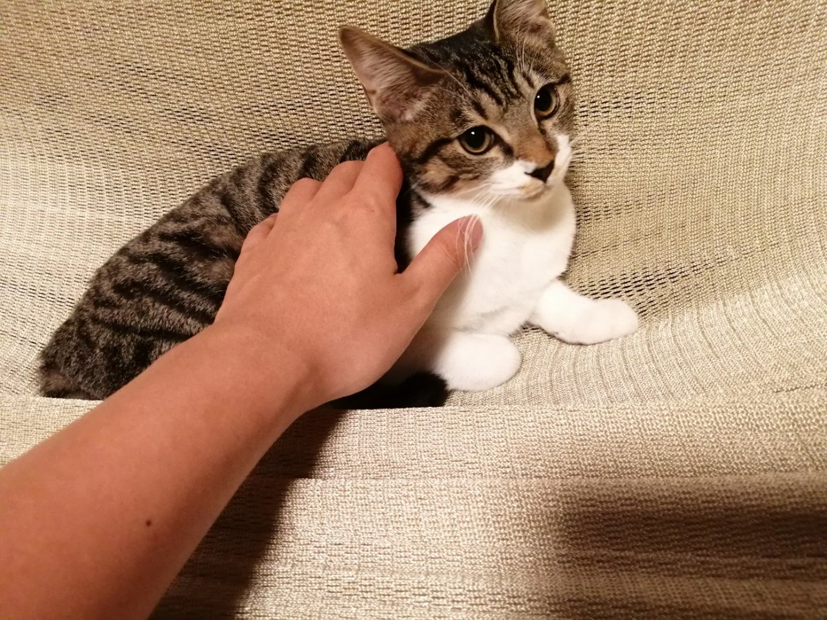 布団の代わりにハンモックを お昼寝から長時間睡眠まで 1年半毎日ハンモックで寝ているヘビーユーザーによる室内ハンモックのメリット デメリット ただアニメをほめるだけ