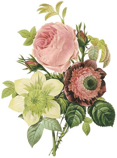 BOTANICAL INSPIRATIONS｜美しいボタニカルアートで伝えられる