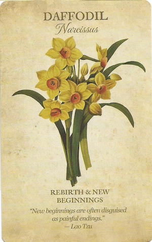 ボタニカル・インスピレーション 日本語訳｜DAFFODIL 水仙 Rebirth