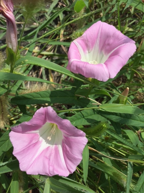 f:id:ultimei:20150819112326j:plain
