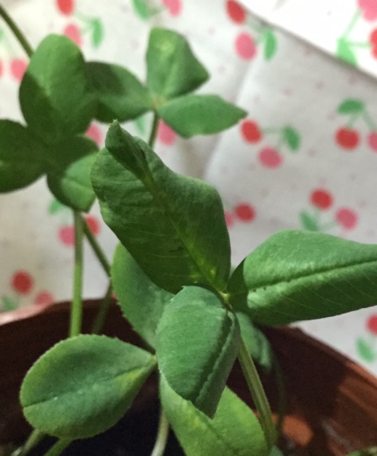 f:id:ultimei:20151210050409j:plain:w360 f:id:ultimei:20151210050409j:plain:w360