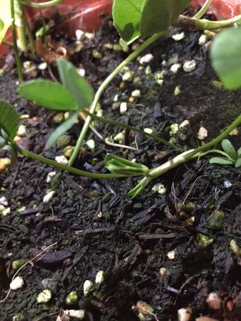 f:id:ultimei:20151210050537j:plain:w360 f:id:ultimei:20151210050537j:plain:w360