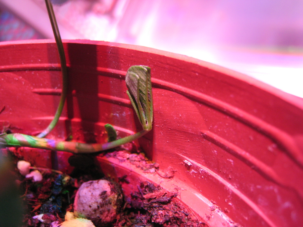 f:id:ultimei:20151210063209j:plain:w360 f:id:ultimei:20151210063209j:plain:w360