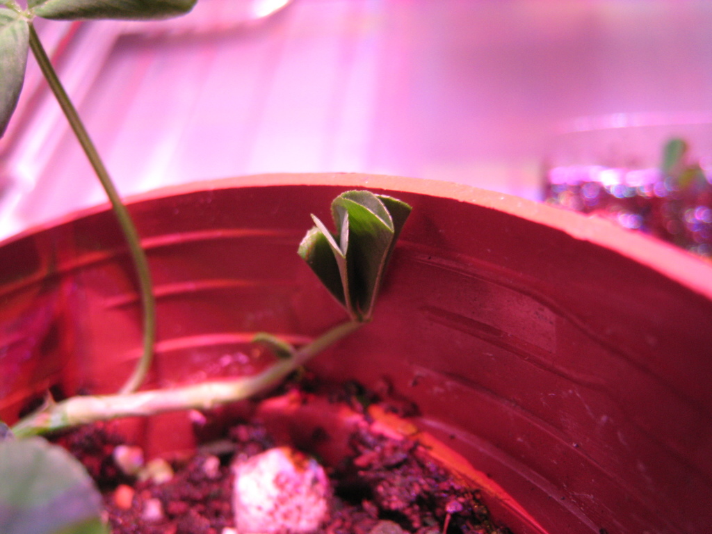 f:id:ultimei:20151210063211j:plain:w360 f:id:ultimei:20151210063211j:plain:w360