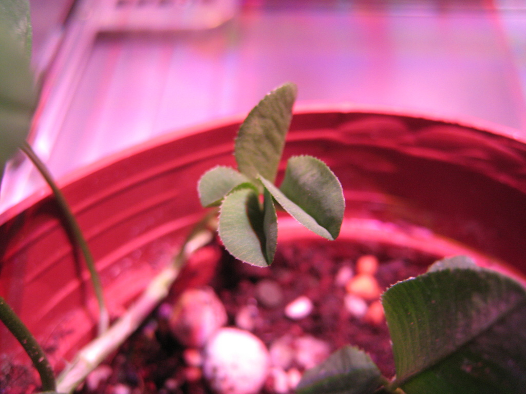 f:id:ultimei:20151210063213j:plain:w360 f:id:ultimei:20151210063213j:plain:w360