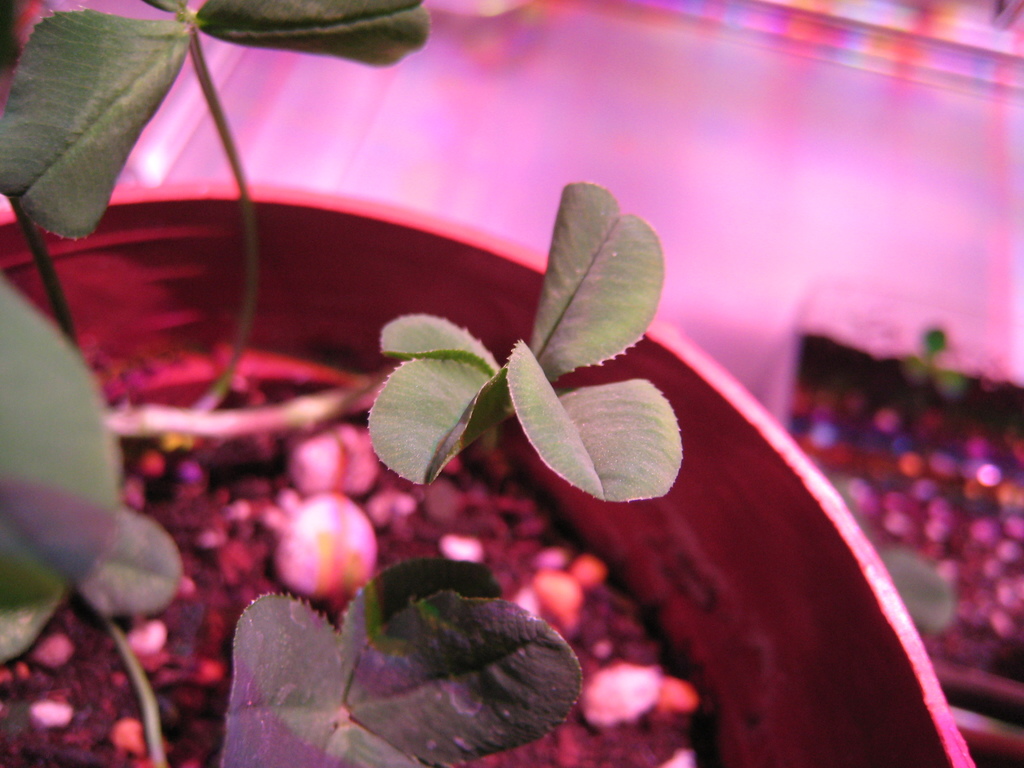 f:id:ultimei:20151210063216j:plain:w360 f:id:ultimei:20151210063216j:plain:w360