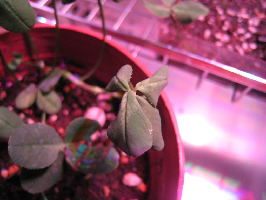 f:id:ultimei:20151210063218j:plain:w360 f:id:ultimei:20151210063218j:plain:w360