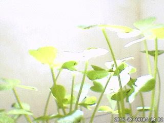 f:id:ultimei:20160318022425g:image