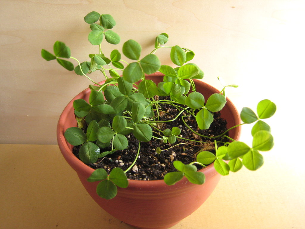 f:id:ultimei:20160416000638j:plain:w360