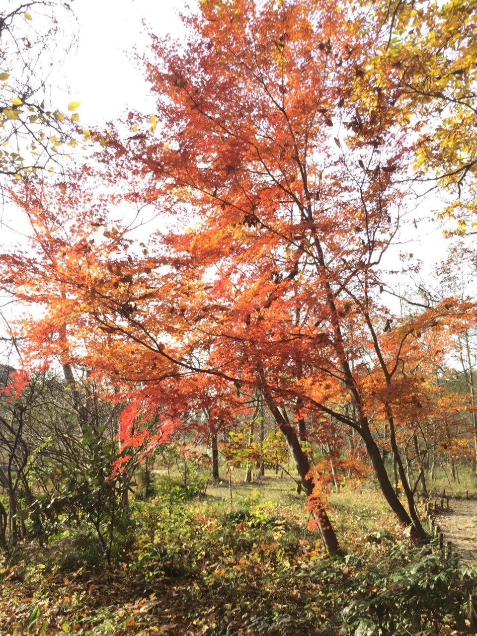 f:id:ultimei:20161206000507j:plain:w300 f:id:ultimei:20161206000507j:plain:w300