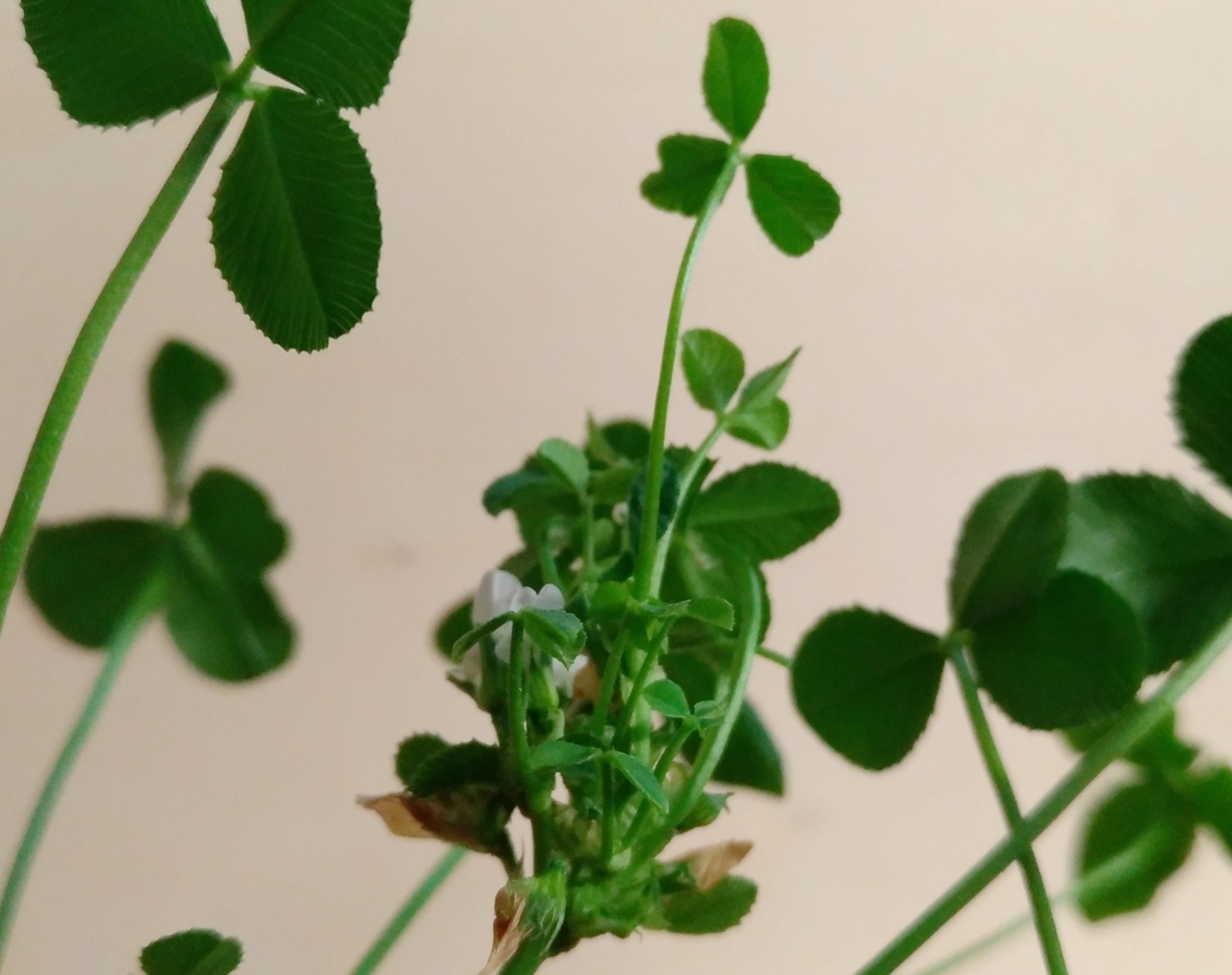 f:id:ultimei:20170827233736j:image:w320