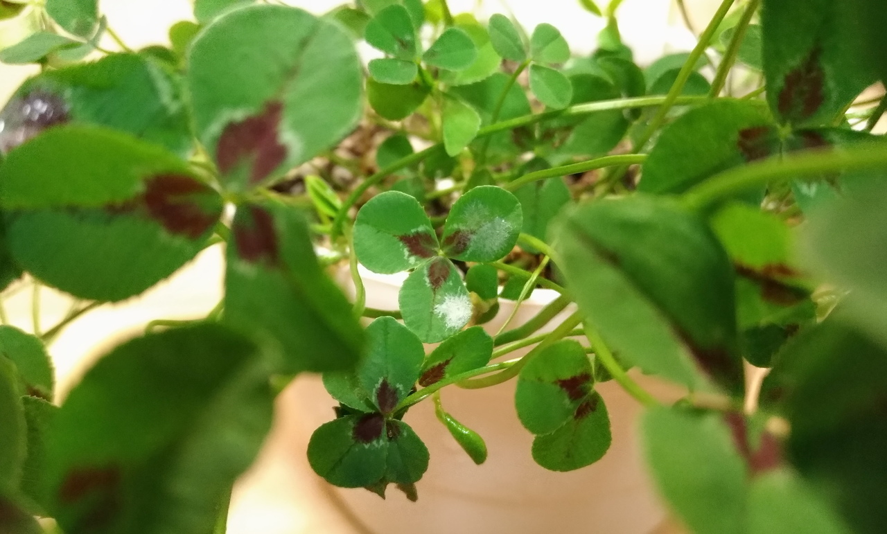 f:id:ultimei:20180610163310j:plain