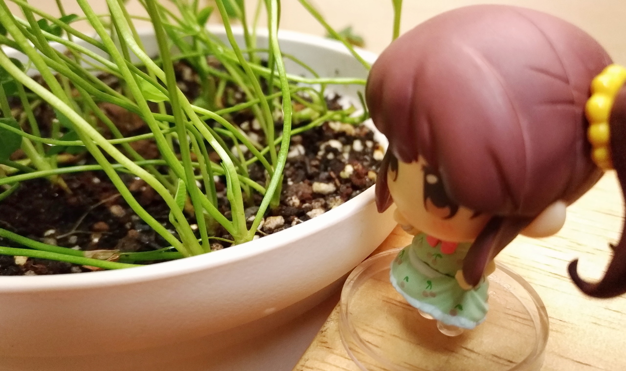 f:id:ultimei:20180610163345j:plain