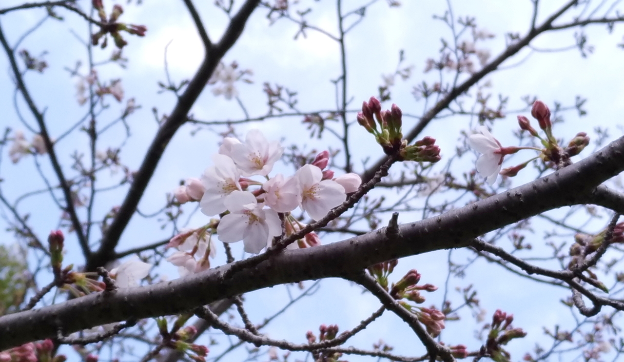 f:id:ultimei:20190329033111j:plain f:id:ultimei:20190329033111j:plain