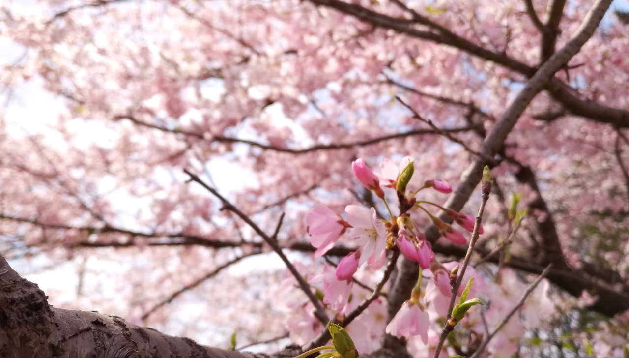 f:id:ultimei:20190329033119j:plain f:id:ultimei:20190329033119j:plain