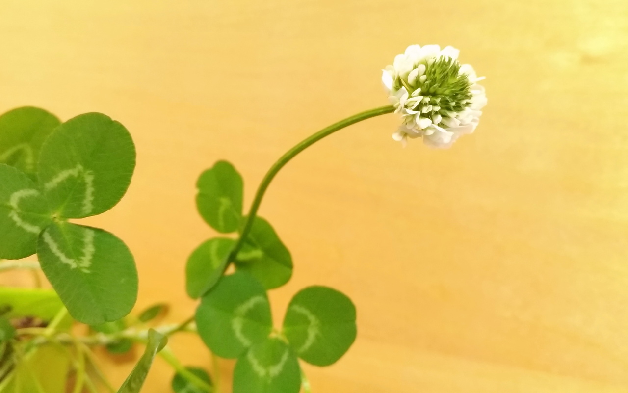f:id:ultimei:20200420020852j:plain f:id:ultimei:20200420020852j:plain
