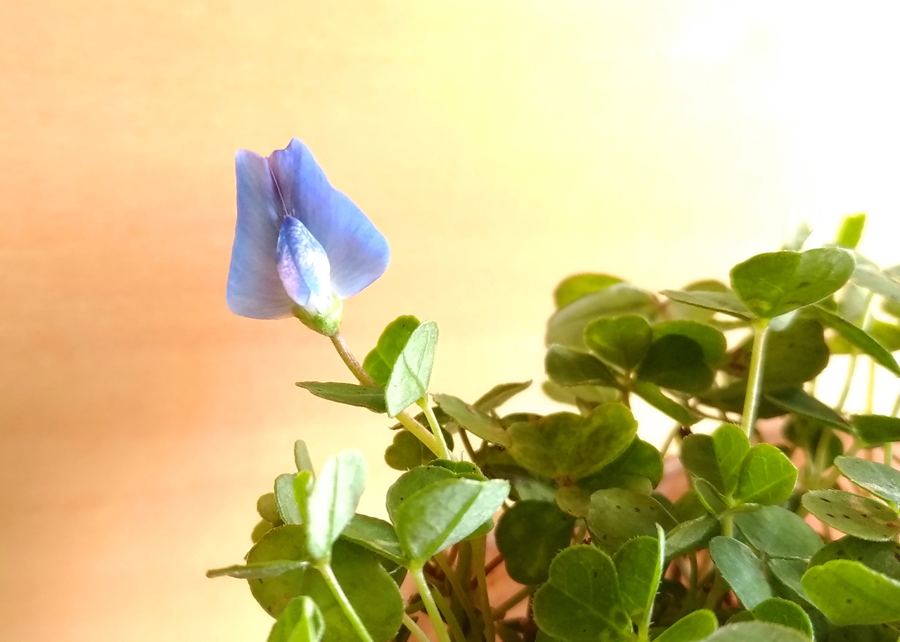 f:id:ultimei:20200420020906j:plain f:id:ultimei:20200420020906j:plain
