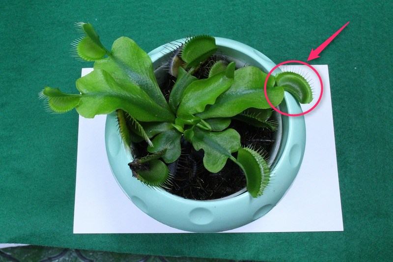 f:id:ultracisco7:20170910203311j:plain f:id:ultracisco7:20170910203311j:plain