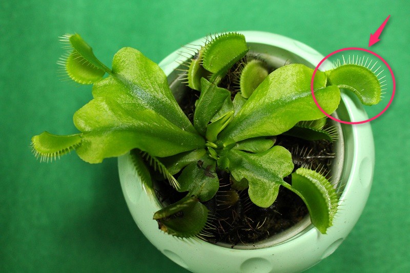 f:id:ultracisco7:20170910203314j:plain f:id:ultracisco7:20170910203314j:plain