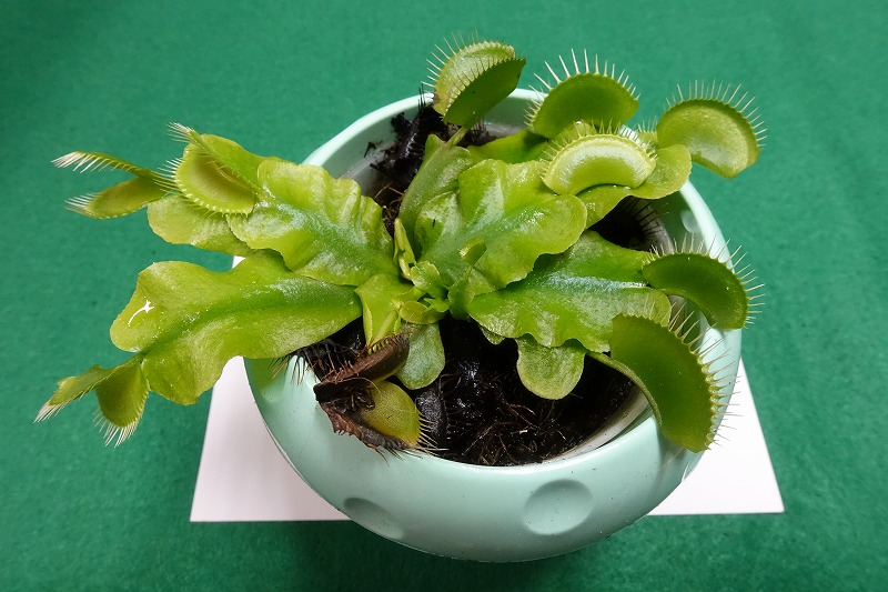 f:id:ultracisco7:20171015150047j:plain f:id:ultracisco7:20171015150047j:plain