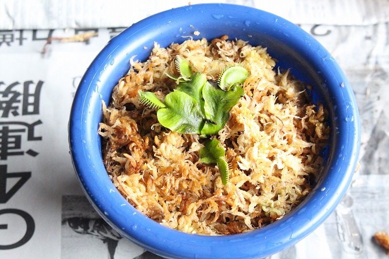 f:id:ultracisco7:20190303200254j:plain