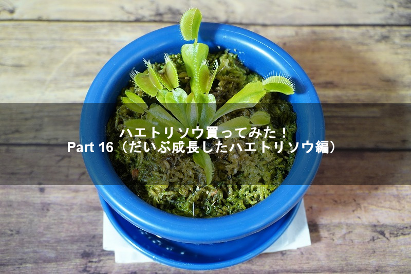 f:id:ultracisco7:20190701143858j:plain f:id:ultracisco7:20190701143858j:plain