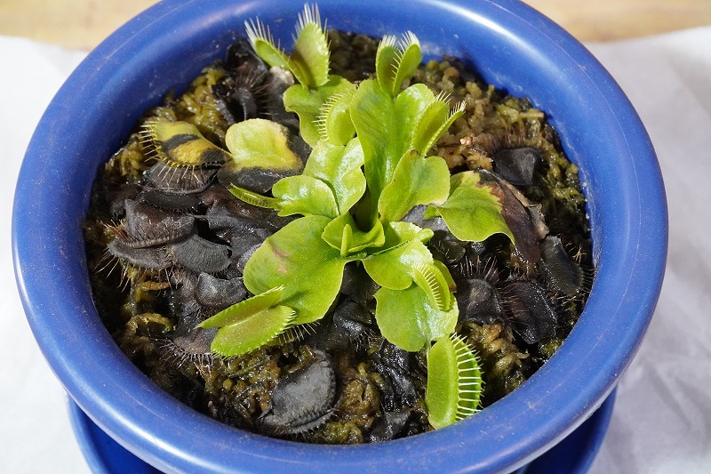 f:id:ultracisco7:20200105153154j:plain