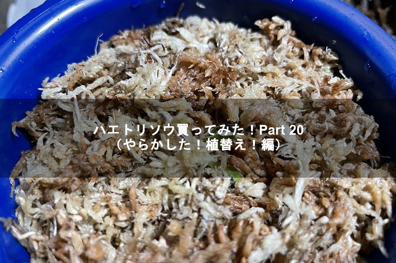 f:id:ultracisco7:20210110160102j:plain