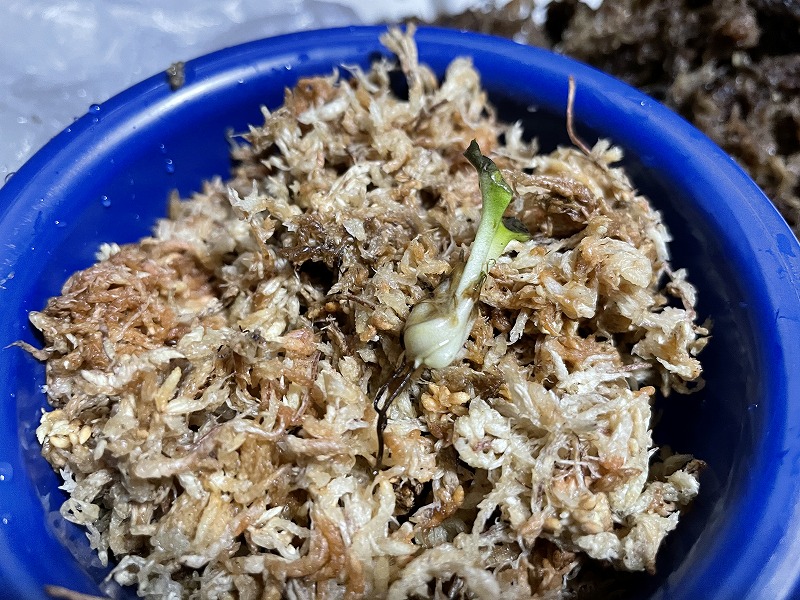 f:id:ultracisco7:20210110160107j:plain