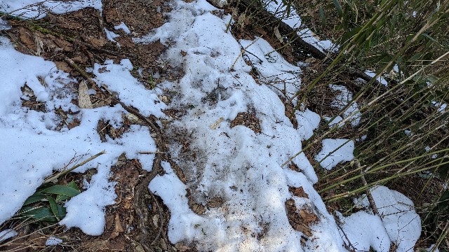 f:id:ultratrail:20210302055355j:image f:id:ultratrail:20210302055355j:image