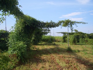 CIMG5074.JPG