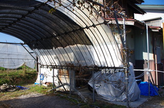 IMGP6656剪定前１.JPG