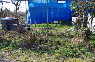 IMGP6666剪定後２.JPG
